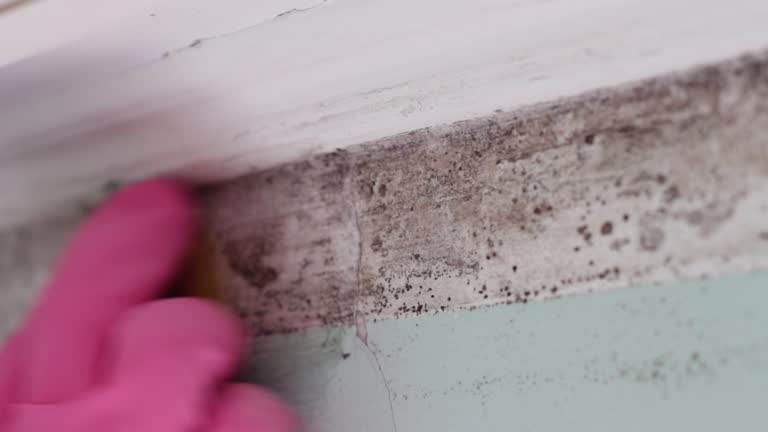 Best Mold Remediation for Healthcare Facilities  in Waynesburg, OH